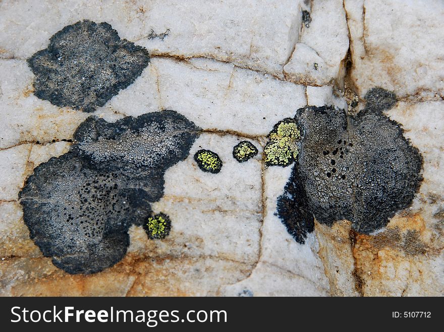 Lichens in funny-looking forms. Lichens in funny-looking forms