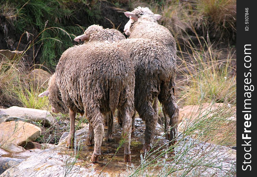 Wet sheep on a rock