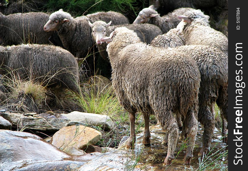 Flock of sheep on the bank