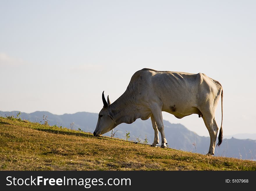 A solitary cow grazing in the grass