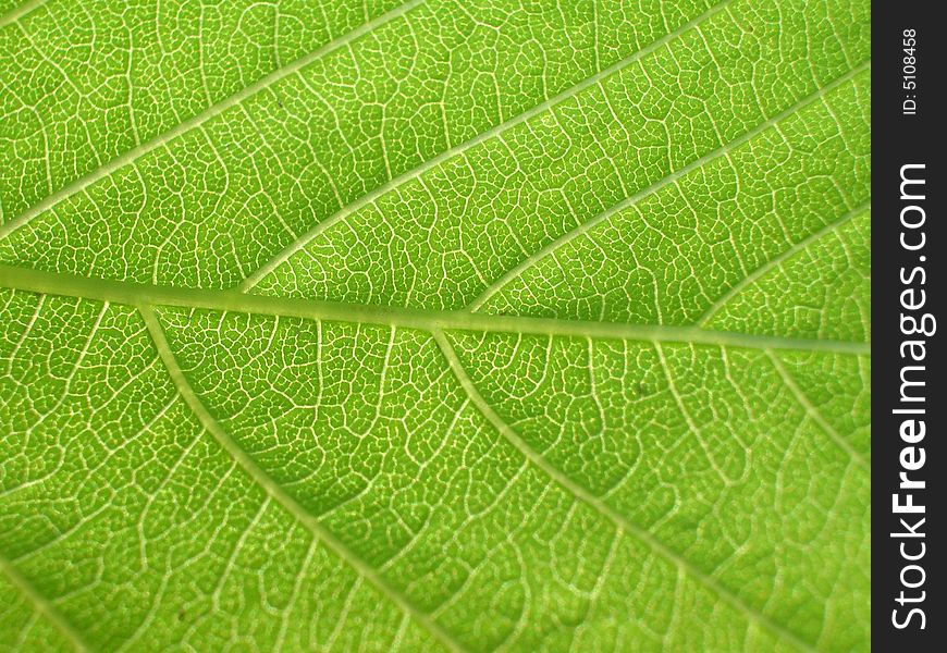Green leaf close-up. background