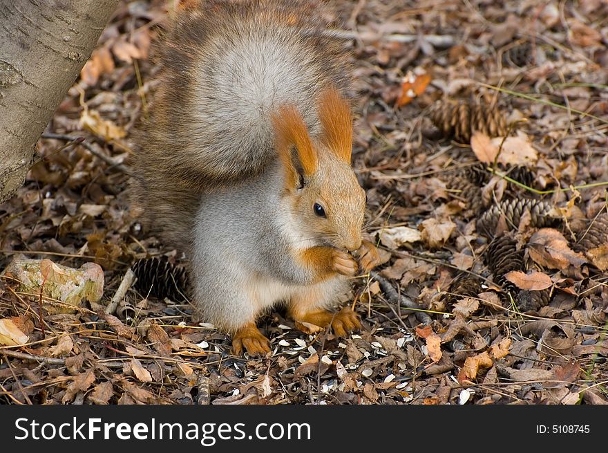 Autumn squirrel with seeds