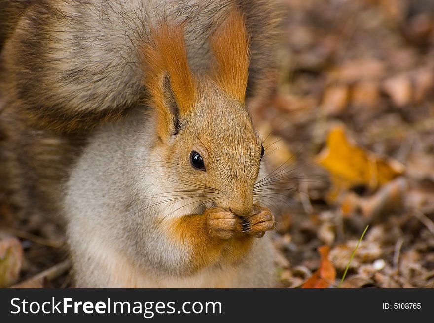 Autumn squirrel with seeds. Siberia. Russia. Autumn squirrel with seeds. Siberia. Russia.