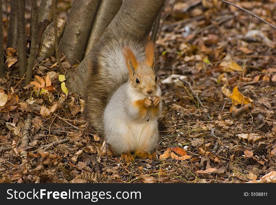Autumn Smiling Squirrel