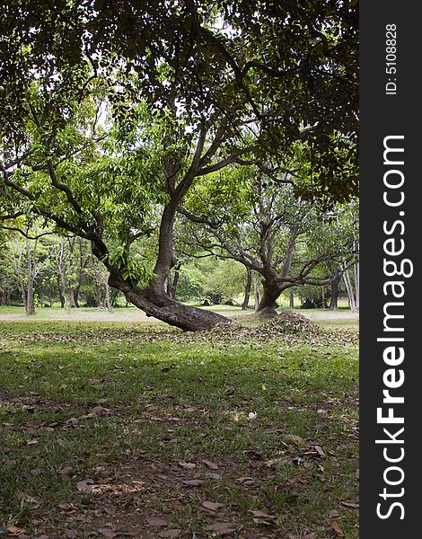 A bending tree in a park in manila