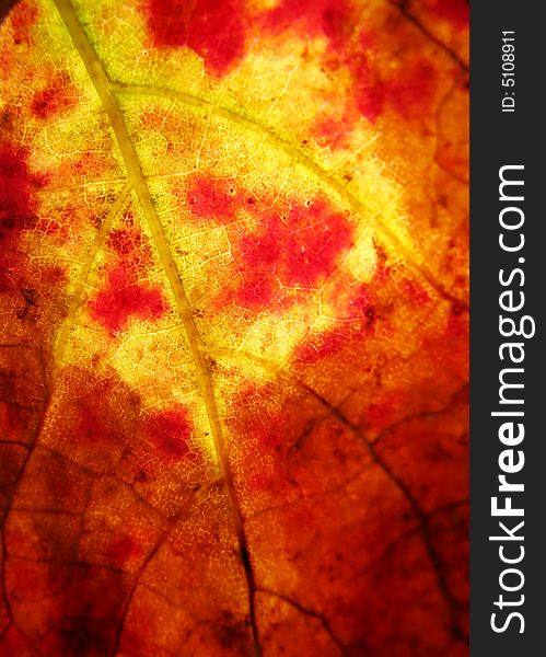 Macro of a veins on a autumn colored leaf. Macro of a veins on a autumn colored leaf.