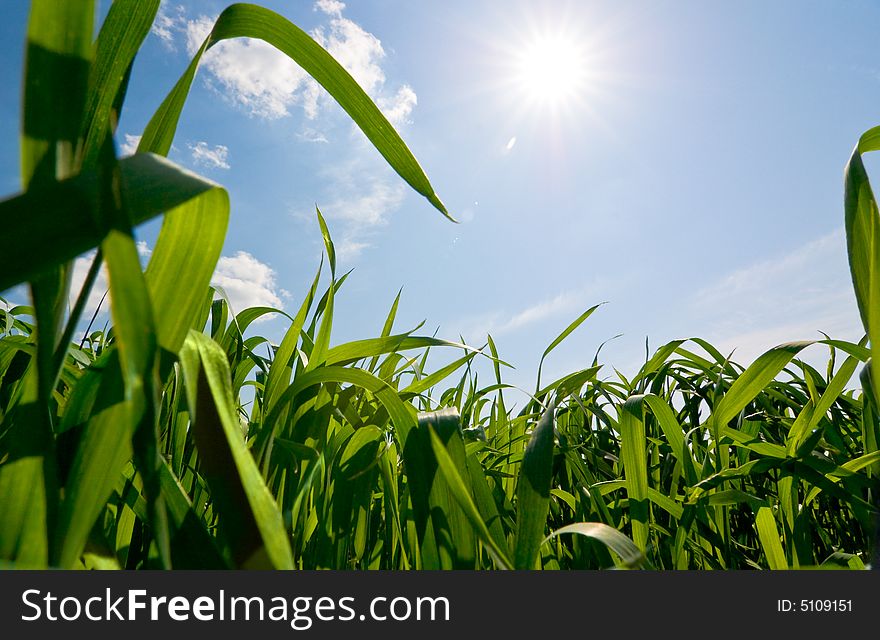 Background of cloudy sky and grass