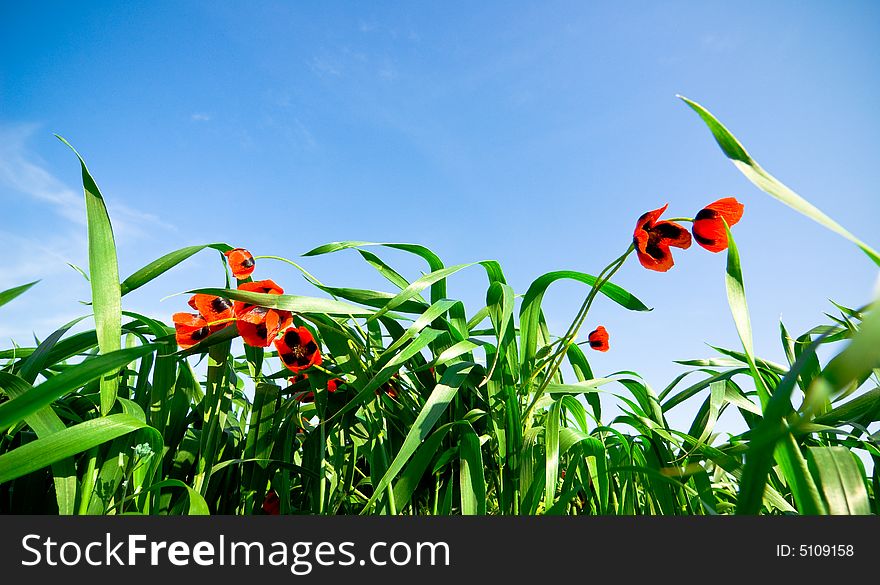 Wild poppies against blue sky