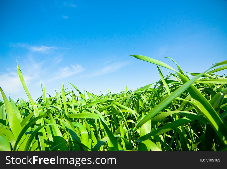 Cloudy sky and grass