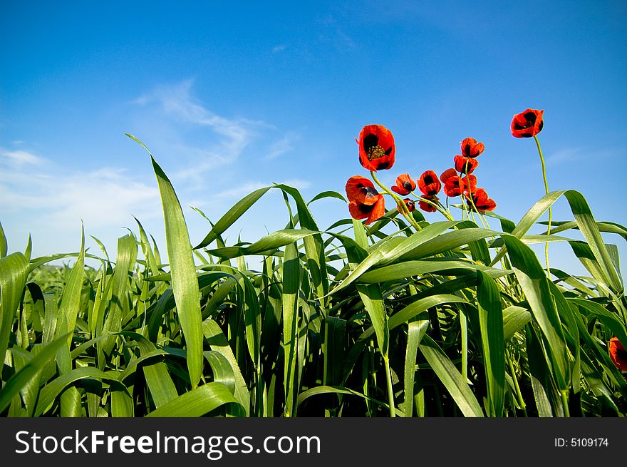 Wild poppies against blue sky