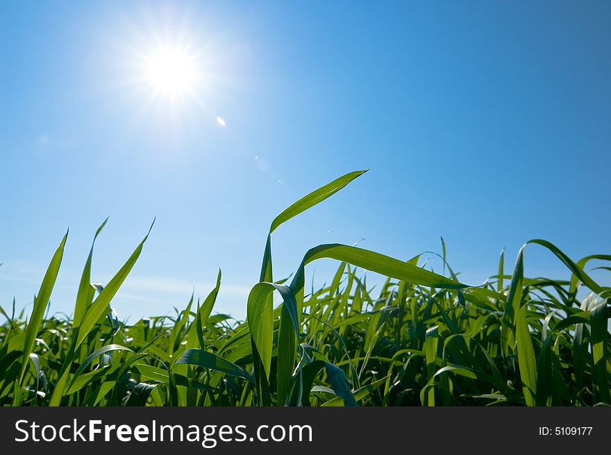 Cloudy Sky And Grass