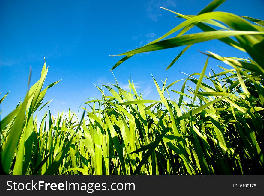 Cloudy Sky And Grass