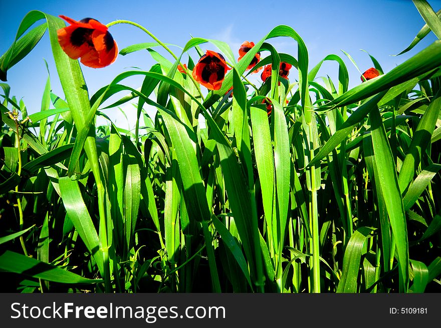 Wild poppies against blue sky