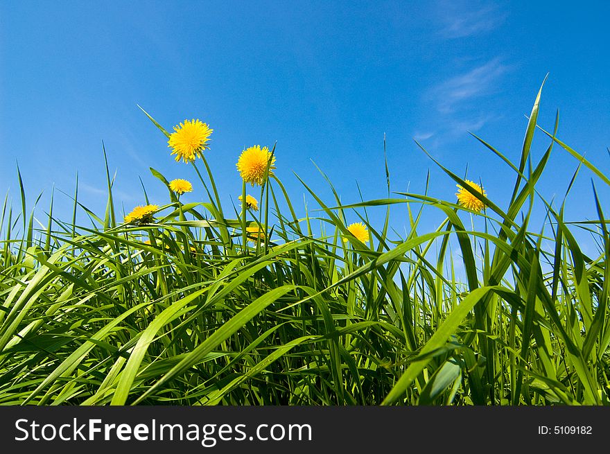 Yellow dandelions against blue sky