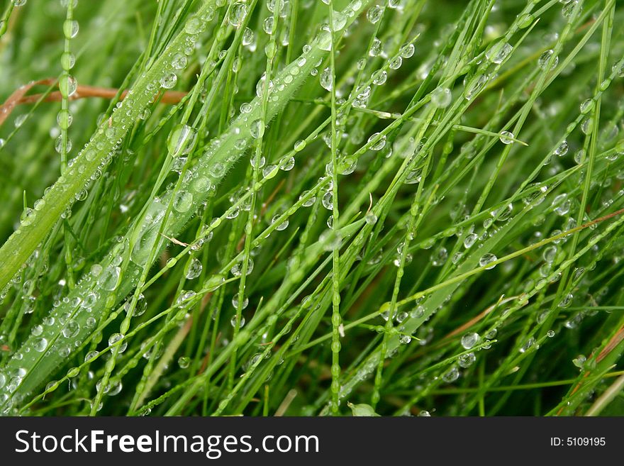 A macro image of dewey green grass