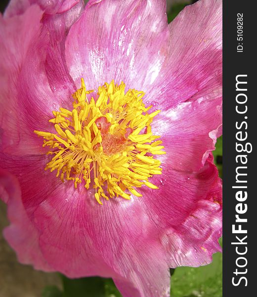 Blossoming flower of  peony in  garden,  close up