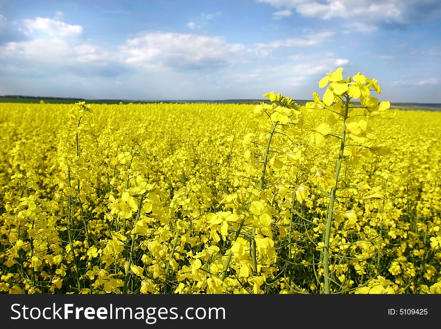 Yellow flowers on spring field