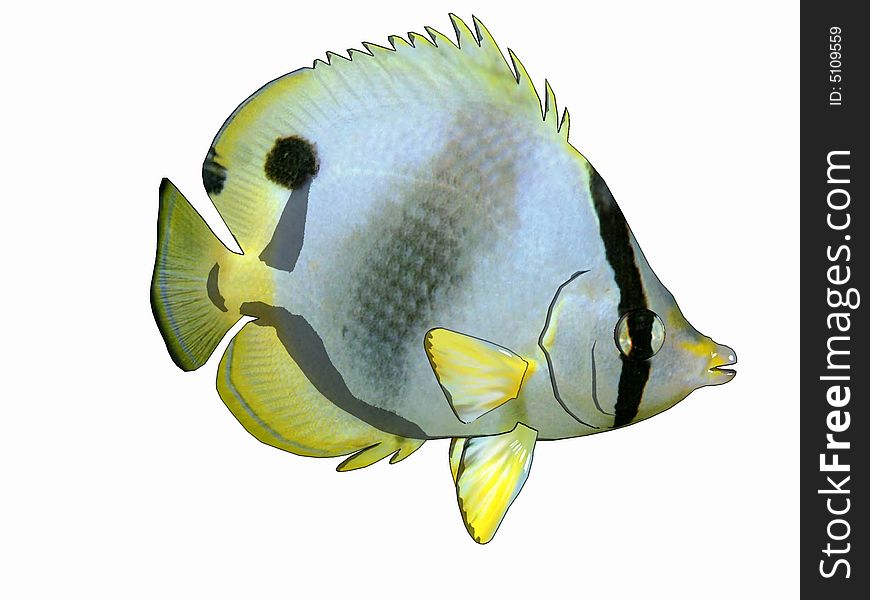Funny cartoon style butterflyfish. Computer Generated Image, 3d models. Funny cartoon style butterflyfish. Computer Generated Image, 3d models