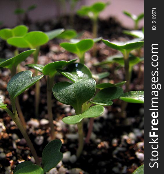 A plant  seedling - several  days' growth