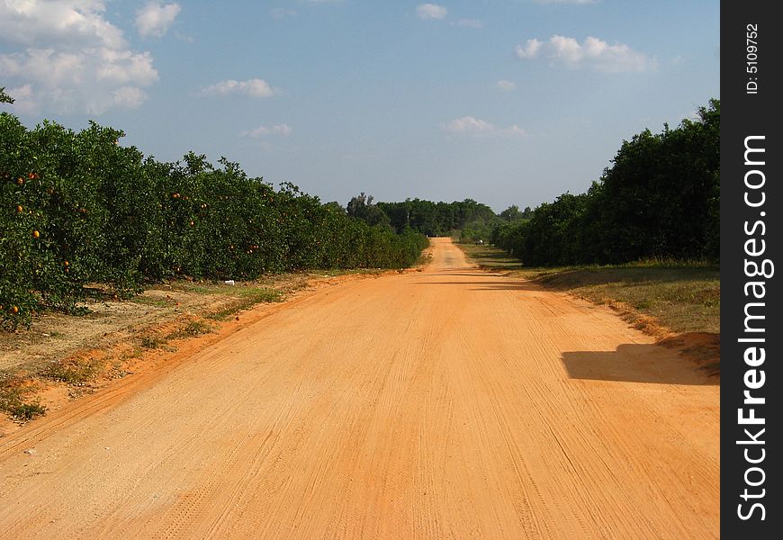 A red dirt road through an orange orchard.