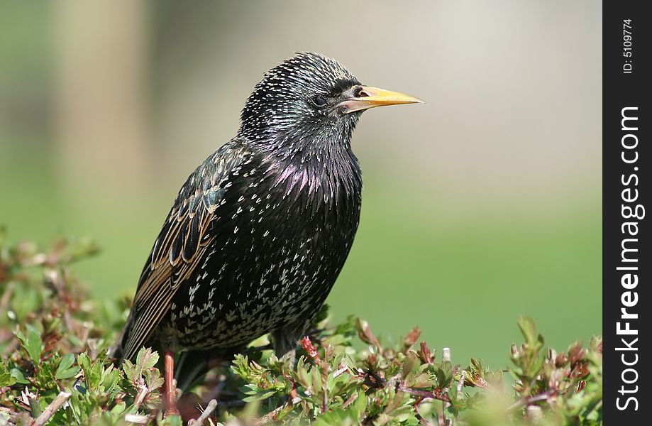 A starling on a hedge.