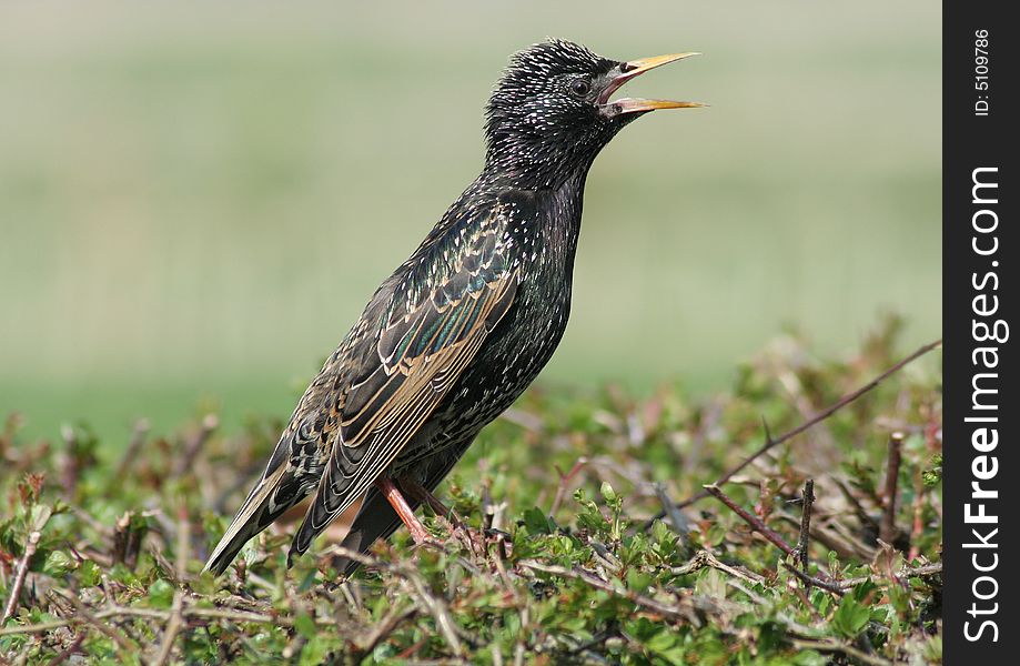 A starling sitting on a hedge.