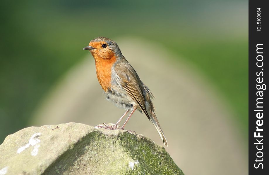 A robin on a grave stone