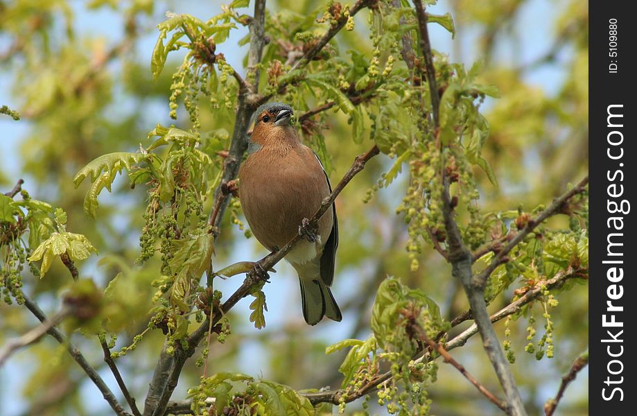 A chaffinch perched on a branch.