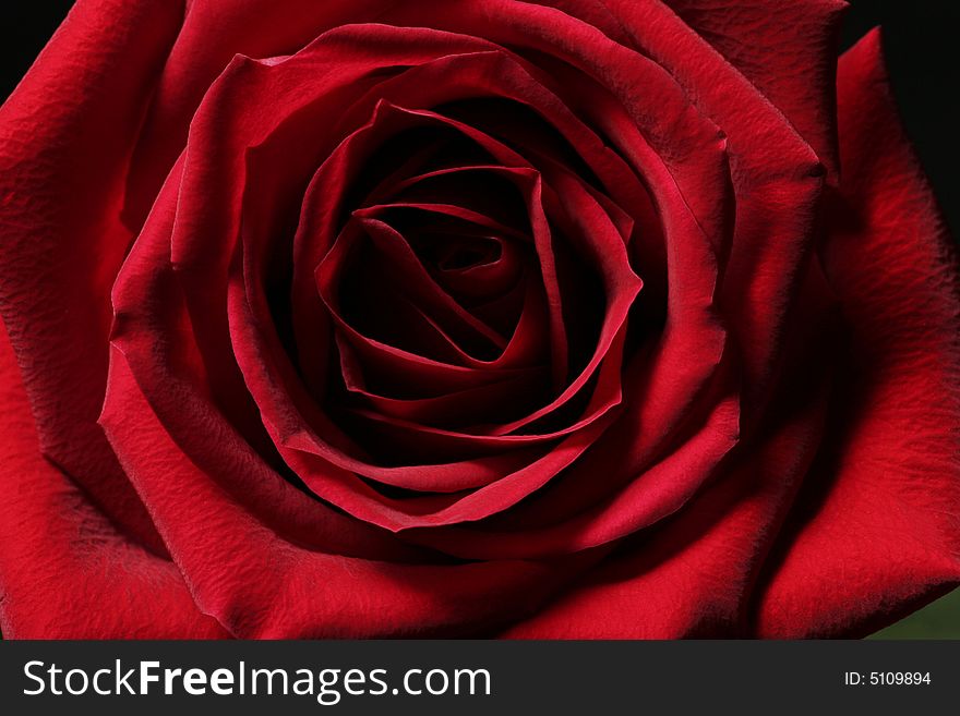 Single Red Blossom Rose Close-Up, Focus In Center. Single Red Blossom Rose Close-Up, Focus In Center