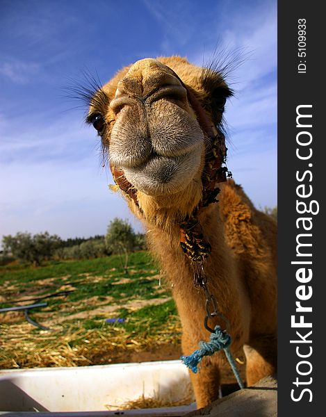 Camel Head Close Up In Desert