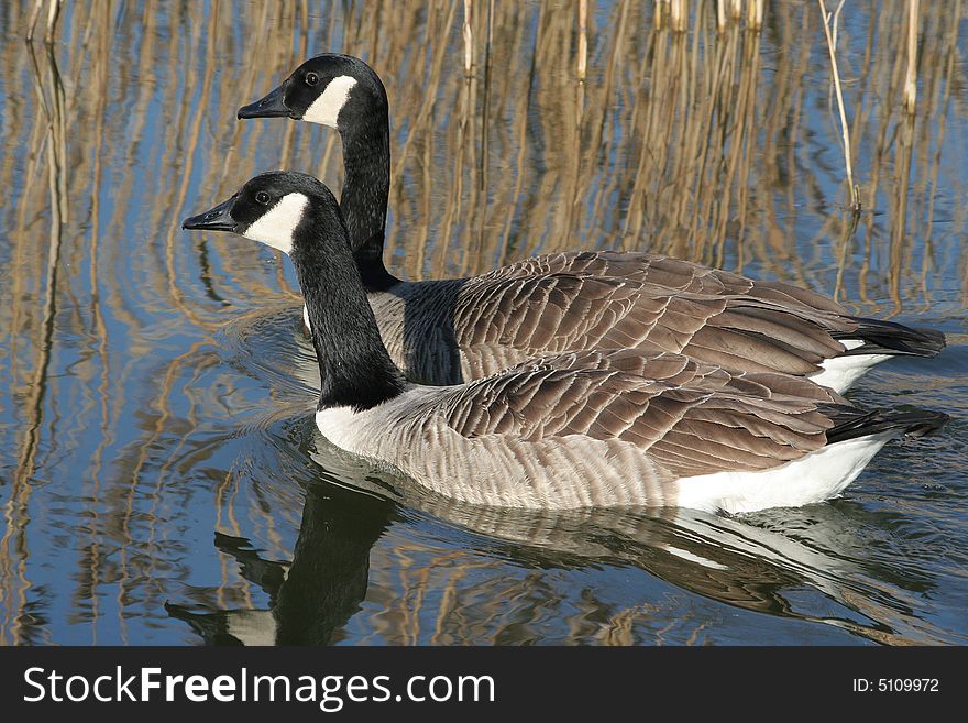 Canada goose on a near by canal.