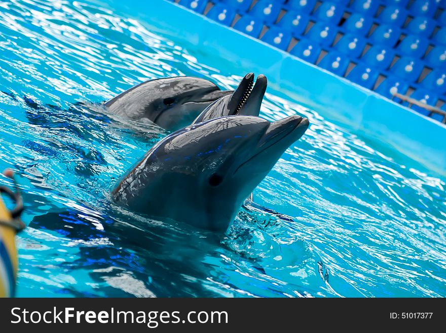 Dolfin.mammal ukraine kiev dolphinarium. Dolfin.mammal ukraine kiev dolphinarium