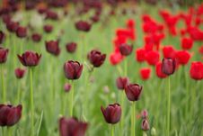 Dark Tulip Stock Photography Dark Tulip Stock Photography