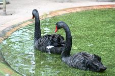 Swans In A Pond Royalty Free Stock Photography