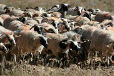 The Sheep Herd Royalty Free Stock Images
