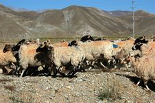 The Tibetan Sheep Herd Stock Images