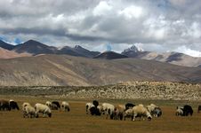Tibetan Plateau Grassland Stock Photography Tibetan Plateau Grassland Stock Photography