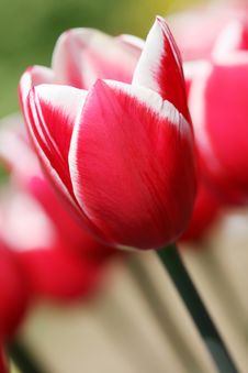 Spring Tulip Stock Photos Spring Tulip Stock Photos