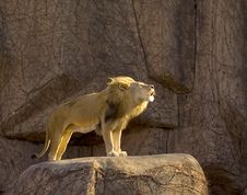 Growling Lion Stock Photos Growling Lion Stock Photos