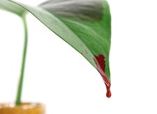 Bleeding Leaf Royalty Free Stock Photography Bleeding Leaf Royalty Free Stock Photography