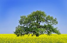 Canola Field Royalty Free Stock Photos Canola Field Royalty Free Stock Photos