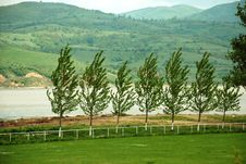Tree Row By River By Stadium Royalty Free Stock Images Tree Row By River By Stadium Royalty Free Stock Images