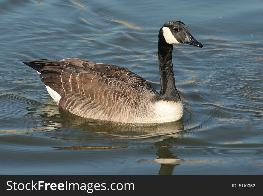 A Canada goose on a pool.