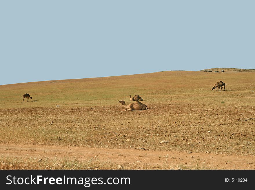Camels have a rest and gain strength in desert of Israel