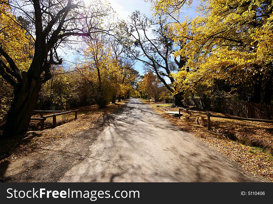 Empty road with yellow trees in autumn