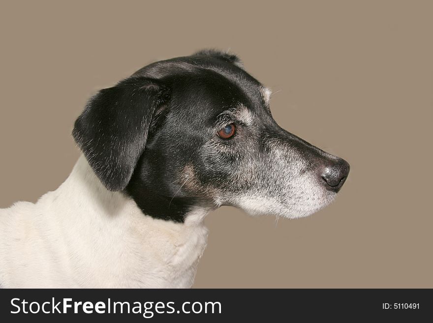 Old dog profile isolated on  gray background
