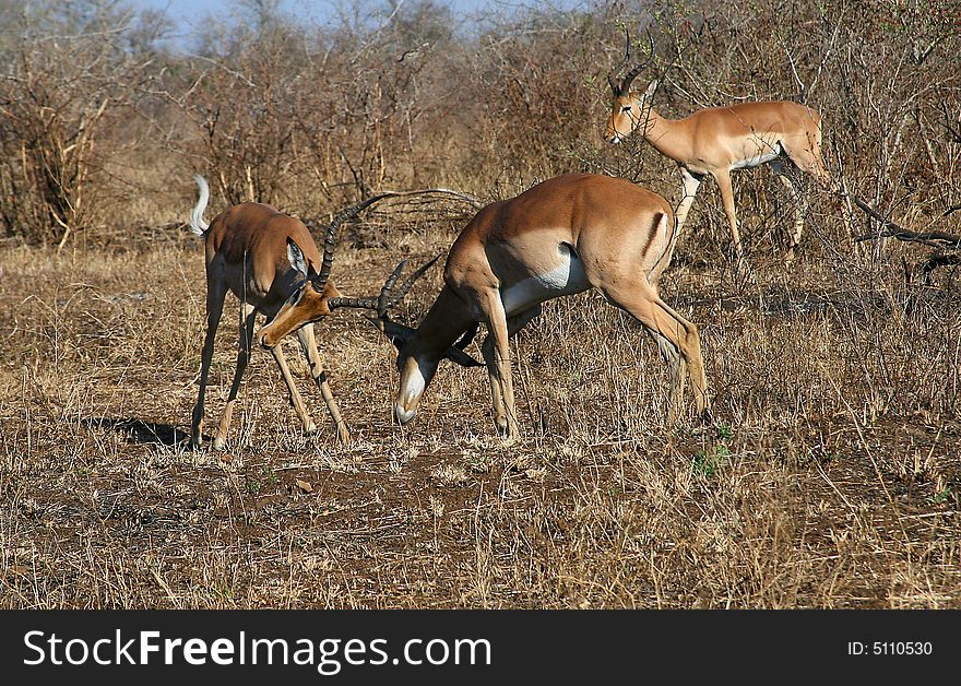 Impala rutting near lower sabie in the kruger national park