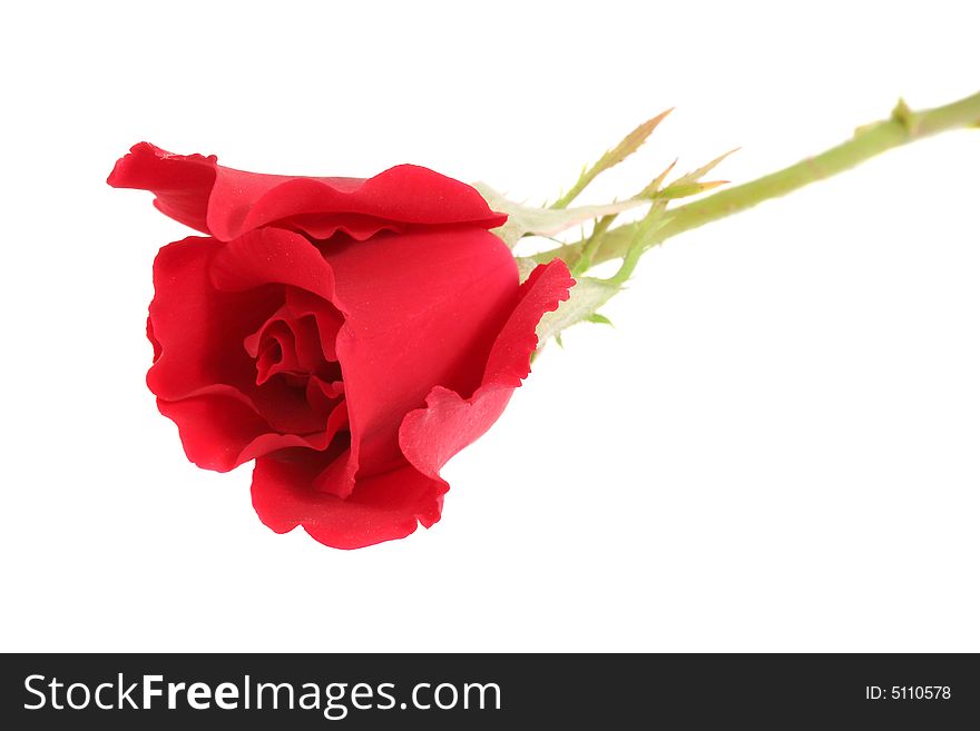 Red Rose isolated on a white background. Red Rose isolated on a white background