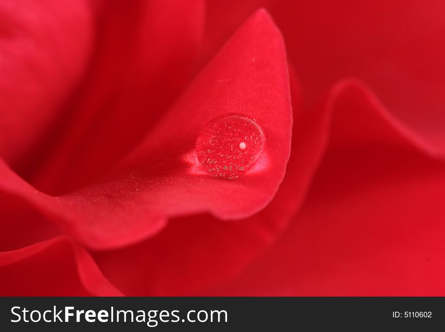 Water drop on a red rose