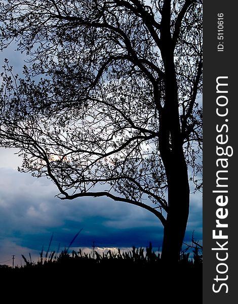 Silhouette of lonely standing tree